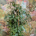Jasminum polyanthum - Many - Flowered Jasmine - Sprouts of Bristol