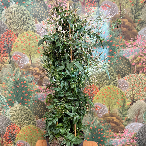 Jasminum polyanthum - Many - Flowered Jasmine - Sprouts of Bristol