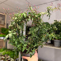 Jasminum polyanthum ‘Passion’ – Dark Pink Bud Jasmine - Sprouts of Bristol