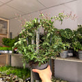 Jasminum polyanthum ‘Passion’ – Dark Pink Bud Jasmine - Sprouts of Bristol