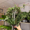 Jasminum polyanthum ‘Passion’ – Dark Pink Bud Jasmine - Sprouts of Bristol