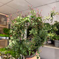 Jasminum polyanthum ‘Passion’ – Dark Pink Bud Jasmine - Sprouts of Bristol