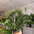 Jasminum polyanthum ‘Passion’ – Dark Pink Bud Jasmine - Sprouts of Bristol