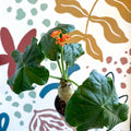 Jatropha podagrica - Buddha Belly Plant - Sprouts of Bristol