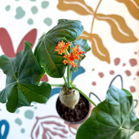 Jatropha podagrica - Buddha Belly Plant - Sprouts of Bristol