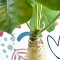 Jatropha podagrica - Buddha Belly Plant - Sprouts of Bristol