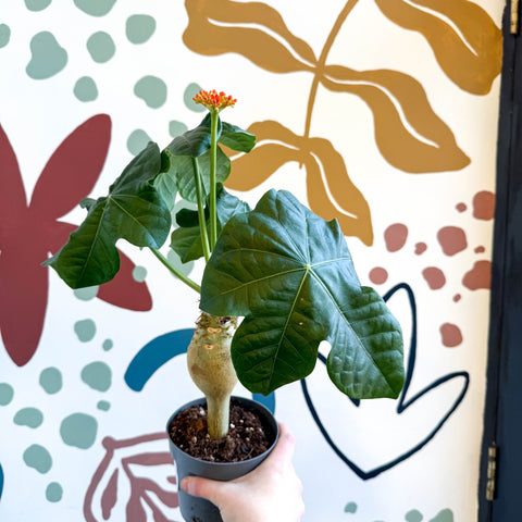 Jatropha podagrica - Buddha Belly Plant - Sprouts of Bristol