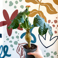 Jatropha podagrica - Buddha Belly Plant - Sprouts of Bristol