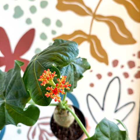 Jatropha podagrica - Buddha Belly Plant - Sprouts of Bristol