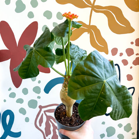 Jatropha podagrica - Buddha Belly Plant - Sprouts of Bristol