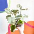Kalanchoe beharensis - Sprouts of Bristol