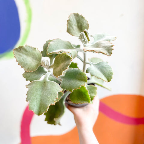 Kalanchoe beharensis - Sprouts of Bristol