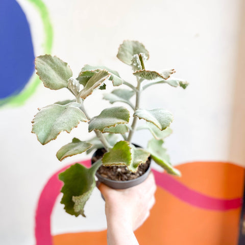 Kalanchoe beharensis - Sprouts of Bristol