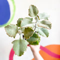 Kalanchoe beharensis - Sprouts of Bristol