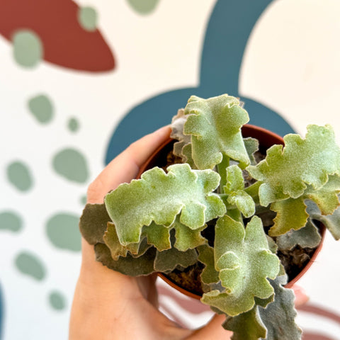 Kalanchoe beharensis 'Maltese Cross' - Sprouts of Bristol