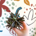 Kalanchoe daigremontiana – Mother of Thousands - Sprouts of Bristol