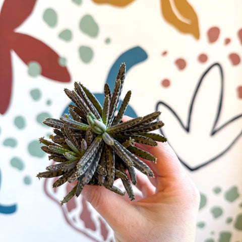 Kalanchoe daigremontiana – Mother of Thousands - Sprouts of Bristol