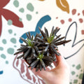 Kalanchoe daigremontiana – Mother of Thousands - Sprouts of Bristol