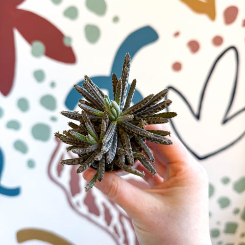 Kalanchoe daigremontiana – Mother of Thousands - Sprouts of Bristol