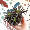 Kalanchoe daigremontiana – Mother of Thousands - Sprouts of Bristol
