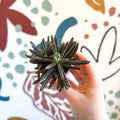 Kalanchoe daigremontiana – Mother of Thousands - Sprouts of Bristol