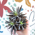Kalanchoe daigremontiana – Mother of Thousands - Sprouts of Bristol