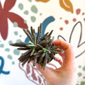 Kalanchoe daigremontiana – Mother of Thousands - Sprouts of Bristol