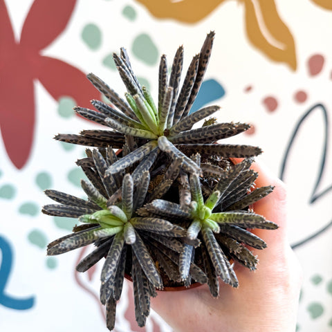 Kalanchoe daigremontiana – Mother of Thousands - Sprouts of Bristol
