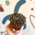 Kalanchoe daigremontiana ‘Pink’ - Sprouts of Bristol