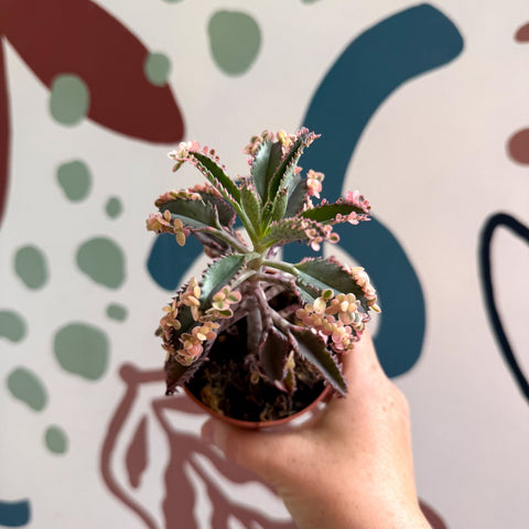 Kalanchoe daigremontiana ‘Pink Butterfly’ - Sprouts of Bristol