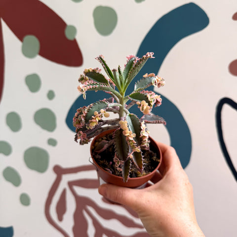 Kalanchoe daigremontiana ‘Pink Butterfly’ - Sprouts of Bristol