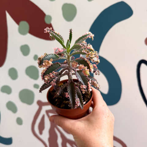 Kalanchoe daigremontiana ‘Pink Butterfly’ - Sprouts of Bristol