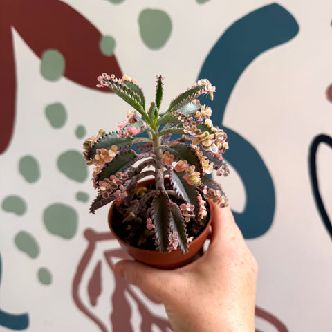 Kalanchoe daigremontiana ‘Pink Butterfly’ - Sprouts of Bristol