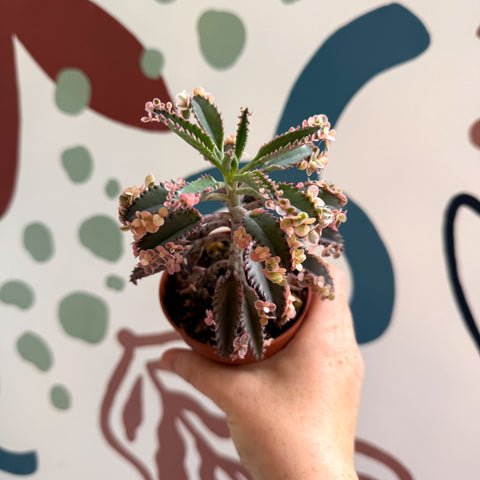 Kalanchoe daigremontiana ‘Pink Butterfly’ - Sprouts of Bristol