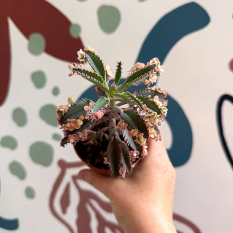 Kalanchoe daigremontiana ‘Pink Butterfly’ - Sprouts of Bristol