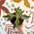 Kalanchoe daigremontiana ‘Pink Butterfly’ - Sprouts of Bristol