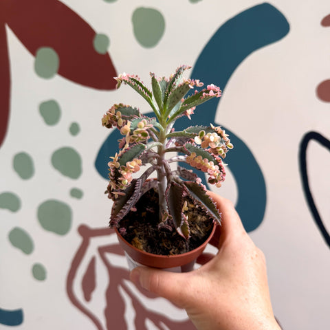 Kalanchoe daigremontiana ‘Pink Butterfly’ - Sprouts of Bristol