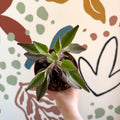 Kalanchoe daigremontiana ‘Pink Butterfly’ - Sprouts of Bristol