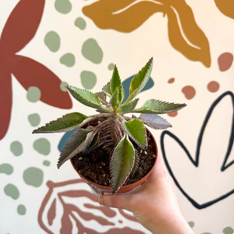 Kalanchoe daigremontiana ‘Pink Butterfly’ - Sprouts of Bristol
