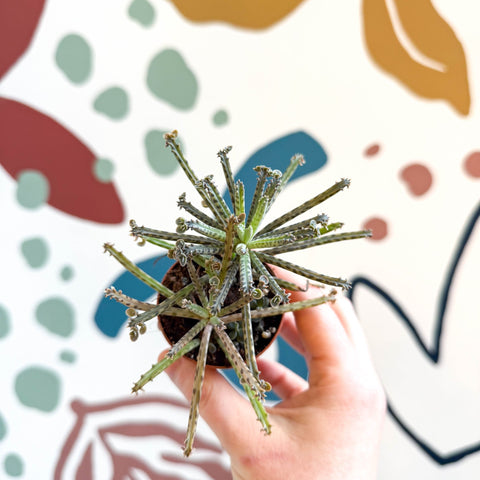 Kalanchoe delagoensis – Chandelier Plant - Sprouts of Bristol