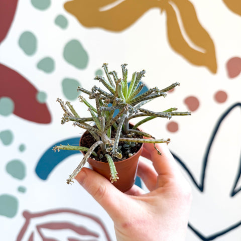 Kalanchoe delagoensis – Chandelier Plant - Sprouts of Bristol