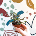 Kalanchoe delagoensis – Chandelier Plant - Sprouts of Bristol