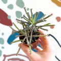 Kalanchoe delagoensis – Chandelier Plant - Sprouts of Bristol