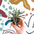 Kalanchoe delagoensis – Chandelier Plant - Sprouts of Bristol