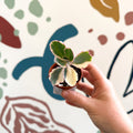 Kalanchoe fedtschenkoi variegata - Variegated Lavender Scallops - Sprouts of Bristol