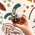 Kalanchoe fedtschenkoi variegata - Variegated Lavender Scallops - Sprouts of Bristol