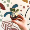 Kalanchoe fedtschenkoi variegata - Variegated Lavender Scallops - Sprouts of Bristol