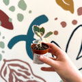 Kalanchoe fedtschenkoi variegata - Variegated Lavender Scallops - Sprouts of Bristol