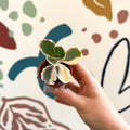 Kalanchoe fedtschenkoi variegata - Variegated Lavender Scallops - Sprouts of Bristol
