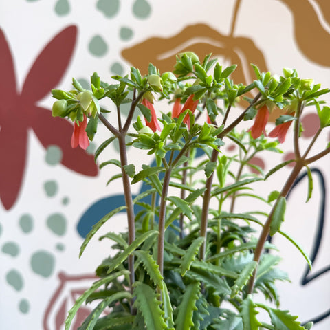 Kalanchoe ‘Lucky Bells’ – Pendant Bellflower Kalanchoe - Sprouts of Bristol